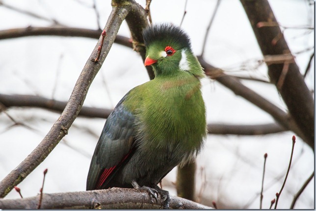 wanstead_turaco-1 wanstead_turaco-1