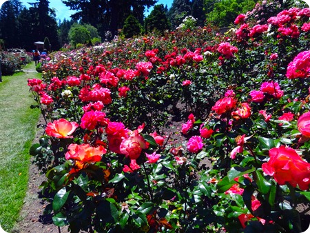 red roses