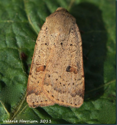 lesser-yellow-underwing lesser-yellow-underwing