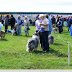 Pedigree Dogs 022.jpg
