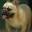 BULLDOGCREMEFULVORARIDADES