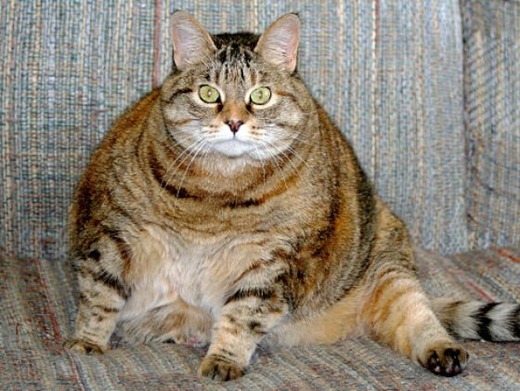 [Funny-Fat-Animals-18%255B2%255D.jpg]