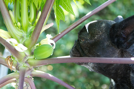 Yes, I think it's safe to say that this is a papaya tree, and from what I know about papayas, this must be a miniature variety because regular papaya trees can be 30 feet tall.