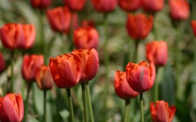 [red-tulips-137-400x250%255B153%255D.jpg]