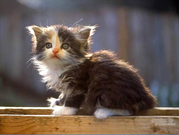 Image Dimension: 512x385 :: I am love these Cats I am love these Cats