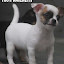 CHIHUAHUACANILAMICHETTIWWWPETCLUBECOMBR