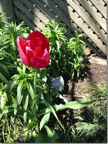 Tulip