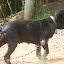 CANILE AMICHETTI MASTINO NAPOLETANO WwwPetclubeComBr