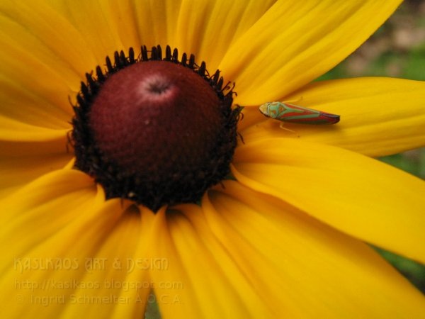 [black-eyed-susan72%255B4%255D.jpg]