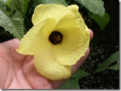 Hibiscus de Guatemala (3) Hibiscus de Guatemala (3)