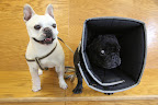 No problem, Franny!  It's always interesting to see other dogs and cats at the vet and you know that we always have so much fun running errands with Uncle Carlos.  Let's sit on this bench and wait our turn.
