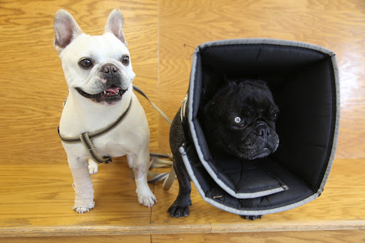 No problem, Franny!  It's always interesting to see other dogs and cats at the vet and you know that we always have so much fun running errands with Uncle Carlos.  Let's sit on this bench and wait our turn.