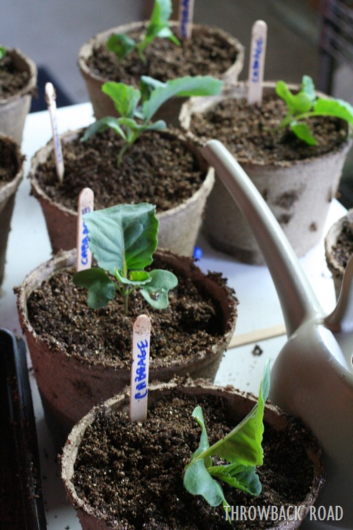 [transplanting-seedlings-0305.jpg]