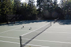 The courts are really fun to run on when no one is playing.