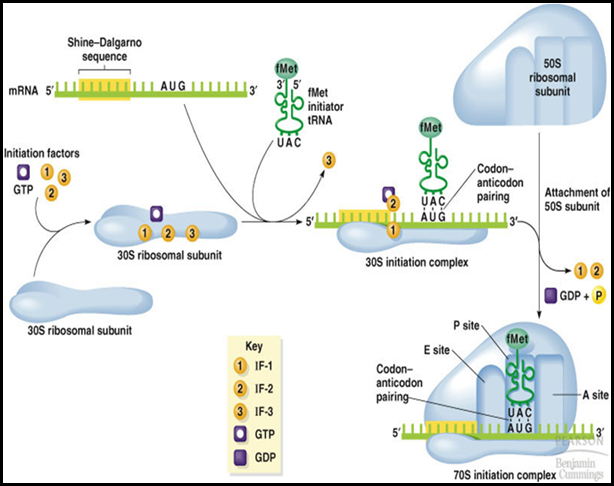 Initiation of Protein synthesis in Prokaryotes