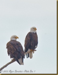 Bald Eagle Pair