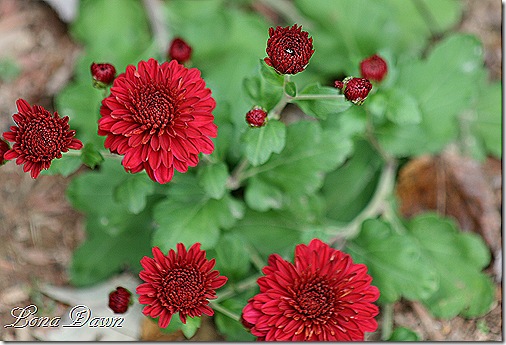 Chrysanthemum_Red2