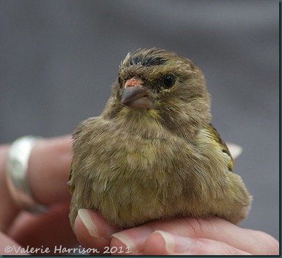 greenfinch-messy-beak