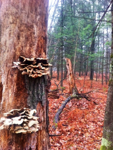 Shelf Fungus