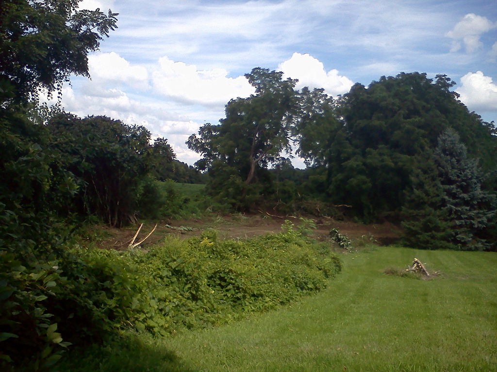 [%2528A%2529%2520trees%2520going%2520bye%2520bye%25208-17-11%255B5%255D.jpg]