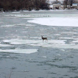Buck on Ice from Steph