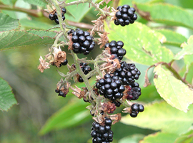 Blackberry