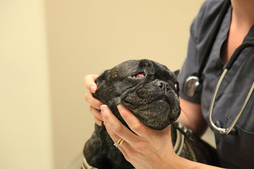 Dr. Jean!  My third eyelid doesn't seem to be coming down!  I know it was sewn shut for protection, but it's supposed to come down, right?  I can't be looking very pretty.