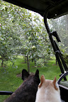 Oh my, Sharkey.  I got so excited about all of the apples on the trees, I almost forgot about the pear grove!