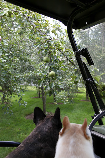Oh my, Sharkey.  I got so excited about all of the apples on the trees, I almost forgot about the pear grove!