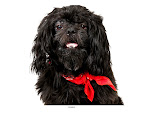 Doting Domino
(See link in post for details on Domino who is at The Humane Society of New York)
Photo by Richard Phibbs