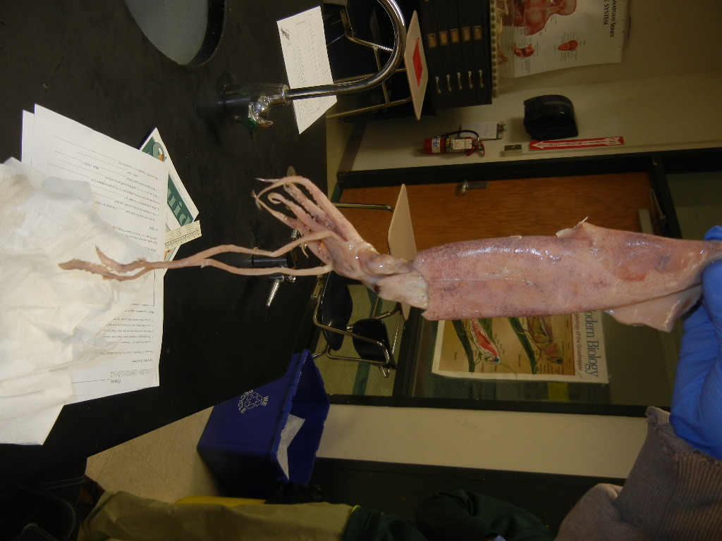 squid_external (5).JPG