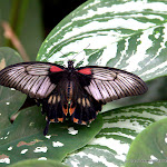 IMG_6236.jpg