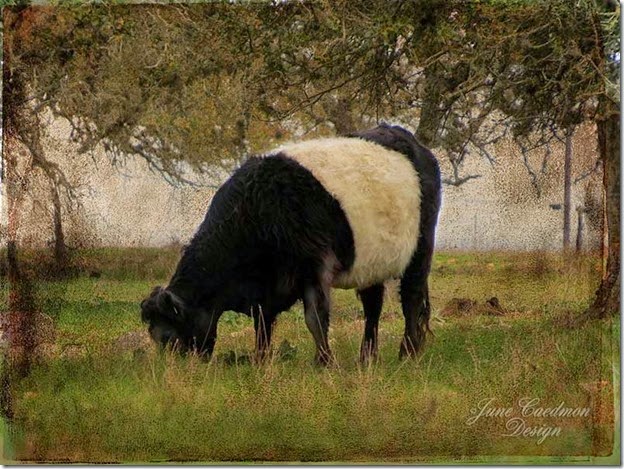 Belted_Galloway_Impressions