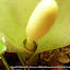 #16 ARACEAE Arum italicum(ID Flora On)[Maia,NF37_P.S.P.Avioso,CA&CMMaia]_P1570663.JPG