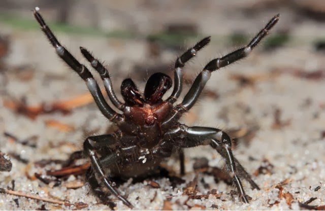 [australia-scary-spiders-001%255B2%255D.jpg]