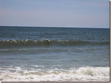 IMG_0234 IMG_0234
