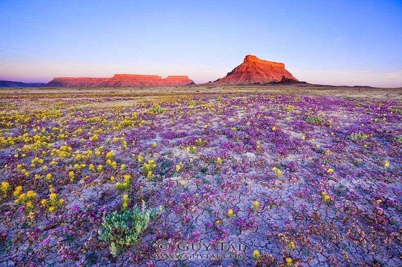 Colorado-flores silvestres-1