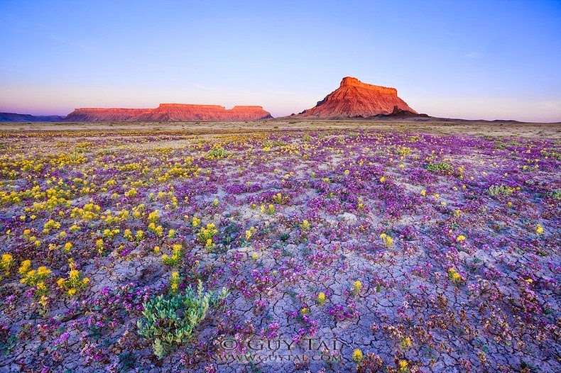 سجادة الزهور البرية في صحراء كولورادو Colorado-wildflowers-1%25255B6%25255D