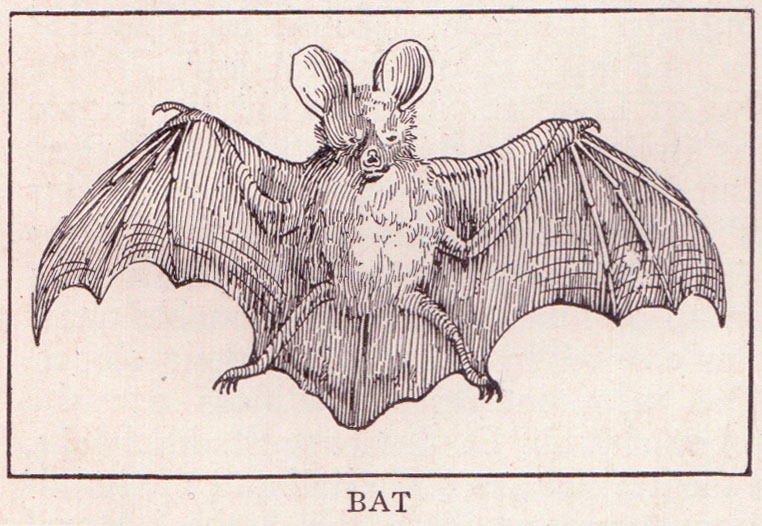 [Bat-fear4.jpg]