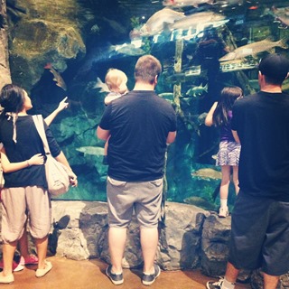 20130824 bass pro aquarium (6)