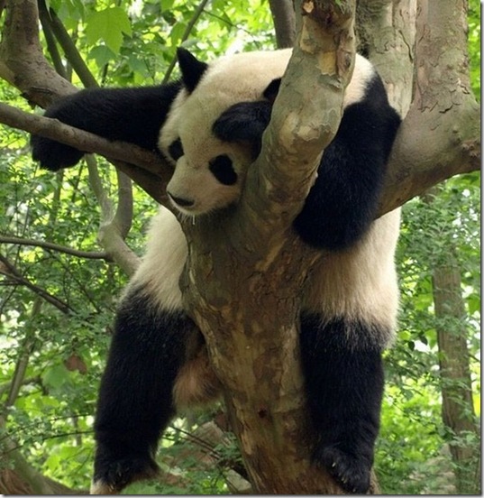 tired-cute-animals-7