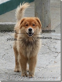 Conocer edad del perro por los dientes Conocer edad del perro por los dientes