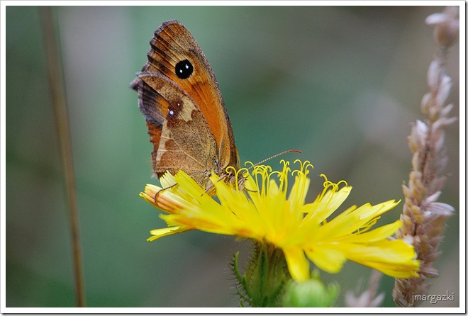 DSC_24650001 DSC_24650001