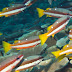 Two-spot Snapper - Photo (c) 104623964081378888743, some rights reserved (CC BY-NC-SA)