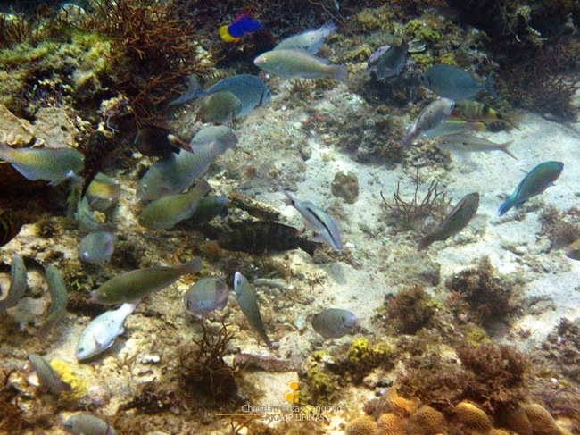 A Bunch of Fishes at Tabonan's Underwater