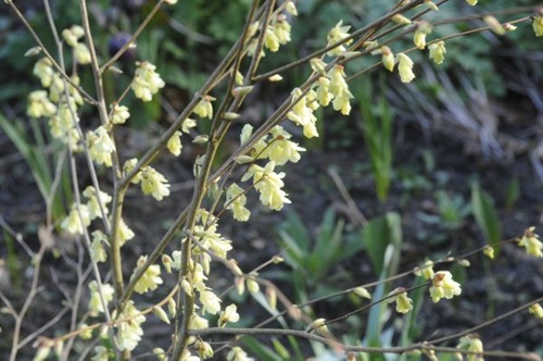 claus20120330_070716