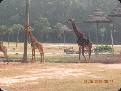 Monday_and_safari_park_Tues_206