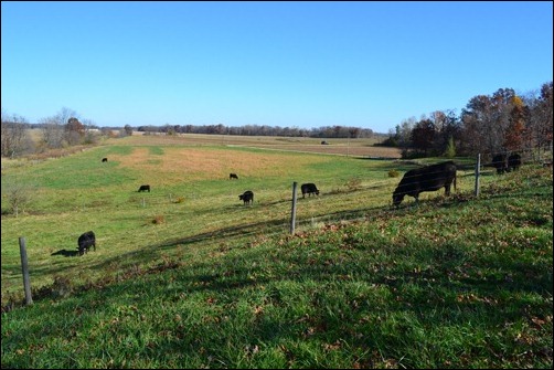 cows on the hill