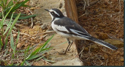 birds 006 birds 006