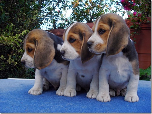 fotos de perritos imagenesifotos.blogspot (2)